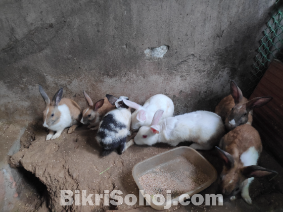 Rabbits for sell